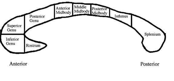 Malattia di Alzheimer il ruolo del corpo calloso nell evoluzione dei sintomi cognitivi e neuropsichiatrici _ FIG 4