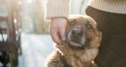 Terapia Assistita con gli animali: una nuova esperienza al carcere di San Vittore