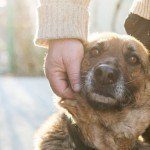 Terapia Assistita con gli Animali: una nuova esperienza al carcere di San Vittore