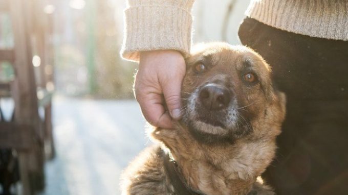 Terapia Assistita con gli animali: una nuova esperienza al carcere di San Vittore