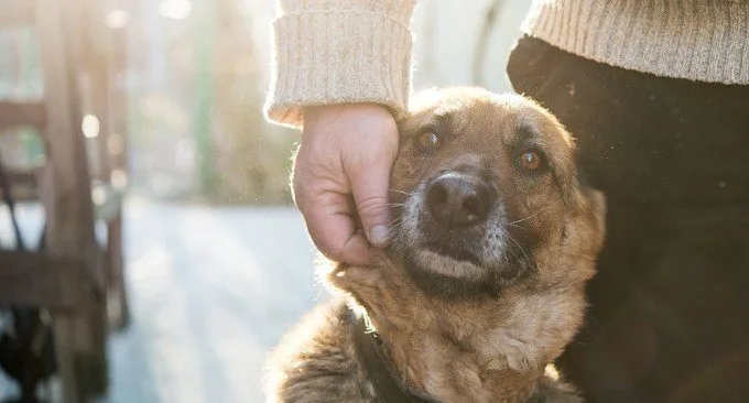 Terapia Assistita con gli Animali: una nuova esperienza al carcere di San Vittore