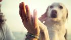 Il rapporto con gli animali tra ambivalenze e paradossi