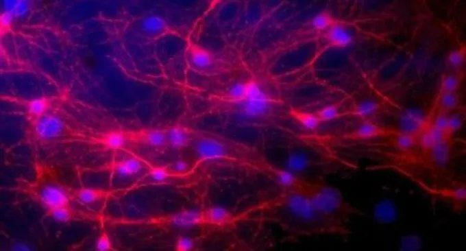Fiocchi di grafene per calmare le sinapsi: la tecnologia al grafene apre nuovi orizzonti terapeutici