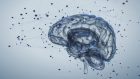 Neuroscienze: il lato cognitivo della corteccia motoria