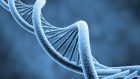 Scoperto il gene che ci fa sentire il dolore: il PRDM12