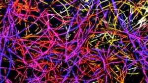 Un ponte di carbonio fra tessuti nervosi - Una spugna hightech connette i neuroni in vitro (ed è biocompatibile in vivo)