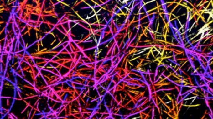 Un ponte di carbonio fra tessuti nervosi – Una spugna hightech connette i neuroni in vitro (ed è biocompatibile in vivo)
