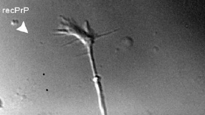Come funziona la proteina prionica: due studi coordinati dalla SISSA descrivono la funzione di PrPC