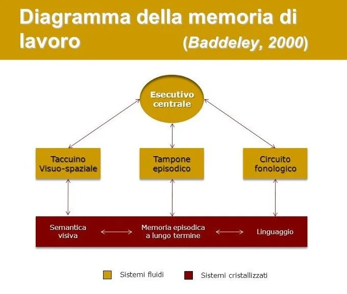 Il ruolo della memoria di lavoro nell'apprendimento di una seconda lingua - Grafico