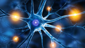 Neurone: anatomia e tipologie di neuroni - Introduzione alla Psicologia