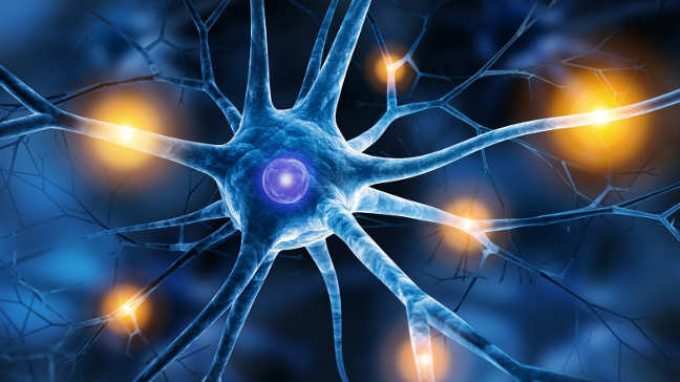 Il neurone: l’anatomia e i diversi tipi della cellula nervosa – Introduzione alla psicologia