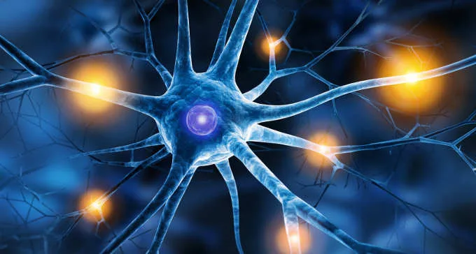 Neurone: anatomia e tipologie di neuroni - Introduzione alla Psicologia