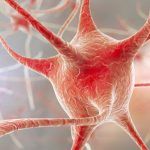 Orientamento spaziale: scoperto un nuovo neurone che consente di orientarsi