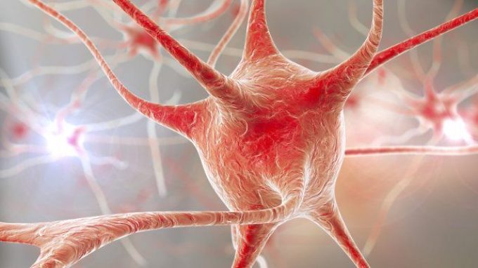 La scoperta di un neurone “di quartiere” che favorisce l’orientamento