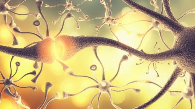 Quei neuroni che aiutano a distinguere la realtà dall’immaginazione