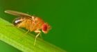 Dormire o fare sesso? I comportamenti della Drosophila, il moscerino della frutta