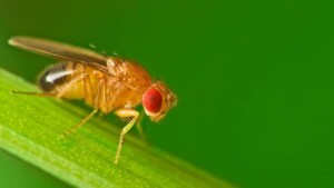 Drosophila una connessione neuronale regola l interazione tra sesso e sonno