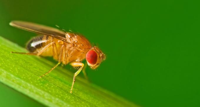 Drosophila una connessione neuronale regola l interazione tra sesso e sonno