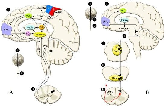 Il dolore oltre l aspetto fisiologico: componenti psicologiche, cognitive ed emozional_Fig 1