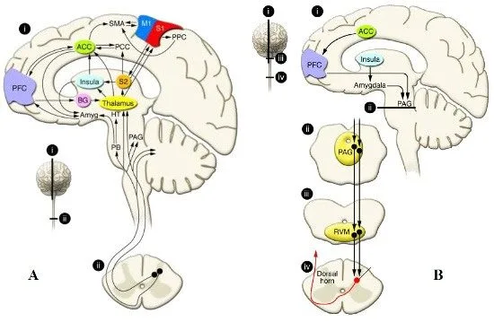 Il dolore oltre l aspetto fisiologico: componenti psicologiche, cognitive ed emozional_Fig 1