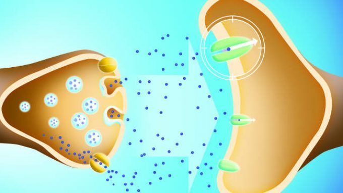I neurotrasmettitori: che cosa sono e le diverse tipologie – Introduzione alla Psicologia