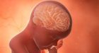 Una precoce impalcatura neuronale favorisce la risposta agli stimoli sensoriali