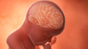 Lo sviluppo sensoriale e l'attività neuronale precoce dei mammiferi