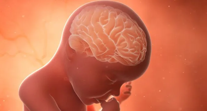 Lo sviluppo sensoriale e l'attività neuronale precoce dei mammiferi
