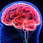 Neurobiologia delle emozioni: le strutture neurali implicate nella regolazione emotiva