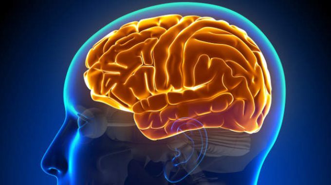 Una nuova comunicazione neuronale importante per la memoria