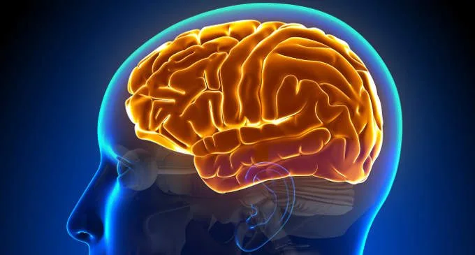 Scoperto un nuovo meccanismo neuronale implicato nella memoria