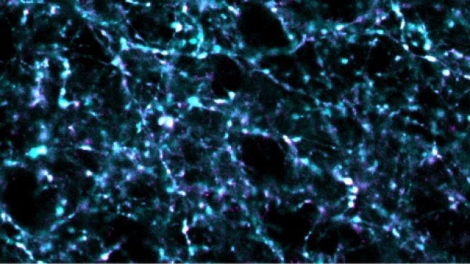 Come un cielo stellato: una ricerca UNISR sviluppa un sistema per rilevare l’attività sinaptica in vivo