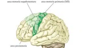 Corteccia motoria e sistema motorio - Introduzione alla Psicologia