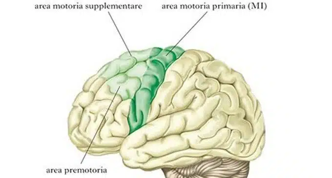 Corteccia motoria e sistema motorio - Introduzione alla Psicologia