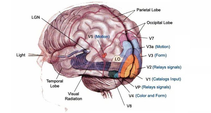 La corteccia visiva: come il cervello elabora le immagini -Introduzione alla Psicologia