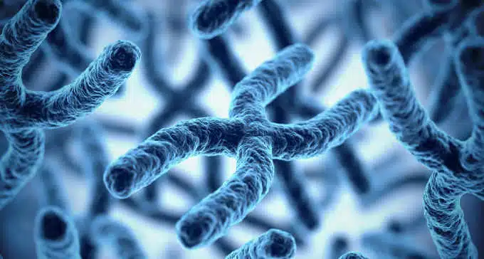 I ritmi circadiani dell'attività genetica in molte regioni del cervello