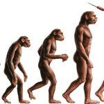 L'auto-addomesticamento come ipotesi dell'evoluzione umana