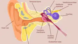 Sistema uditivo: la struttura e il funzionamento -Introduzione alla psicologia