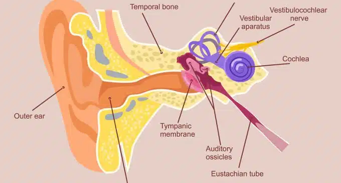 Sistema uditivo: la struttura e il funzionamento -Introduzione alla psicologia