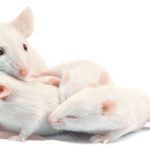 Comportamento genitoriale: come nasce? Lo spiegano le neuroscienze