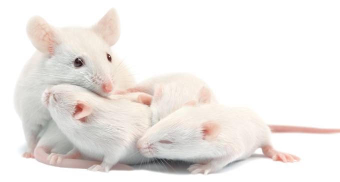 La genitorialità: una visione neuroscientifica