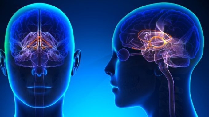 Il sistema limbico – Introduzione alla Psicologia