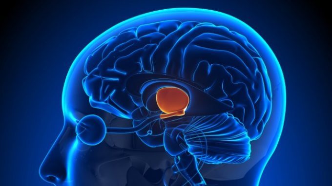 Il talamo: anatomia e funzioni – Introduzione alla Psicologia