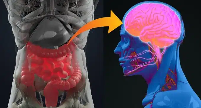 Gli effetti della flora batterica sul nostro comportamento - Neuroscienze