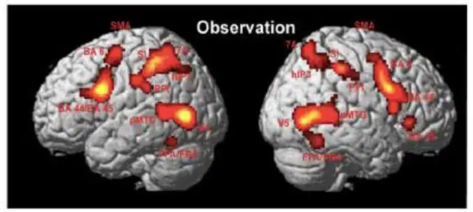 Neuroni specchio dalla scoperta al dibattito scientifico sul funzionamento immagine