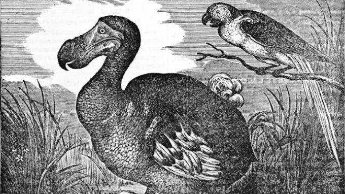 Una psicoterapia vale l’altra? Non chiedetelo al dodo