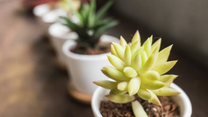 L’importanza della natura per il nostro benessere