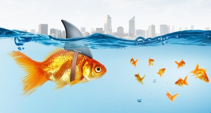 Neurobiologia dell’aggressività sociale