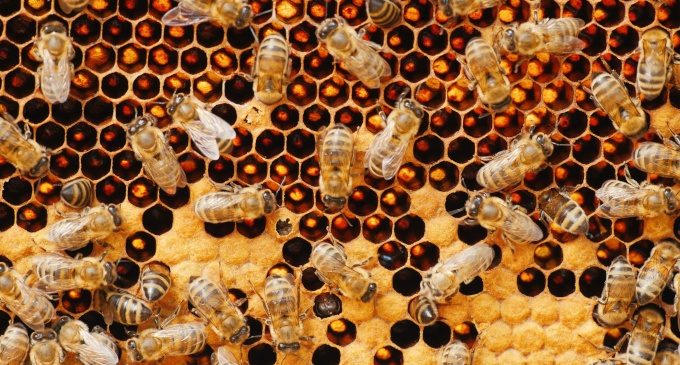 Antropologia del dono. Dal dono alla relazione - Psicologia