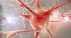 Neuroni e sinapsi artificiali, il futuro dell’elettronica?